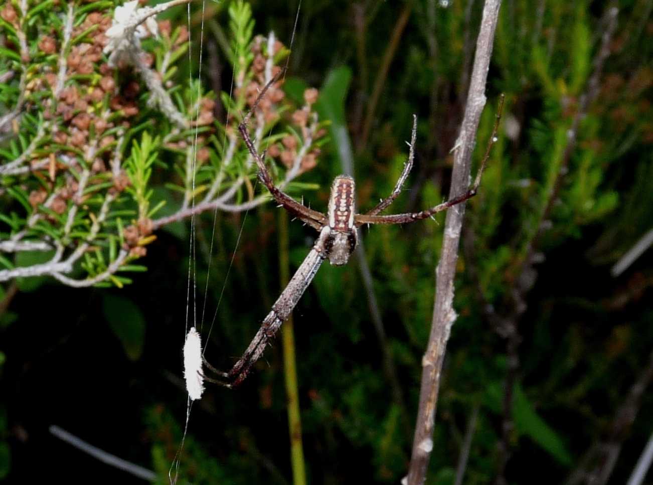 Thomisidae: Pistius truncatus